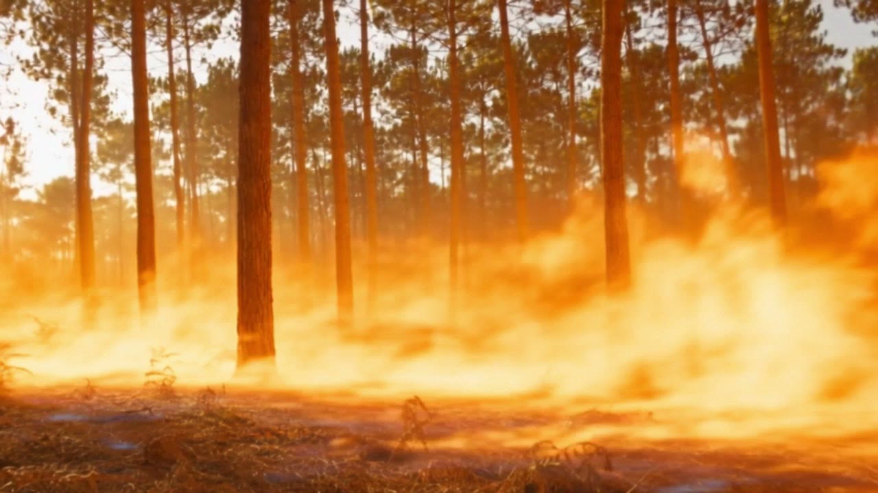 Un rideau de flammes court au sol entre les troncs de pins