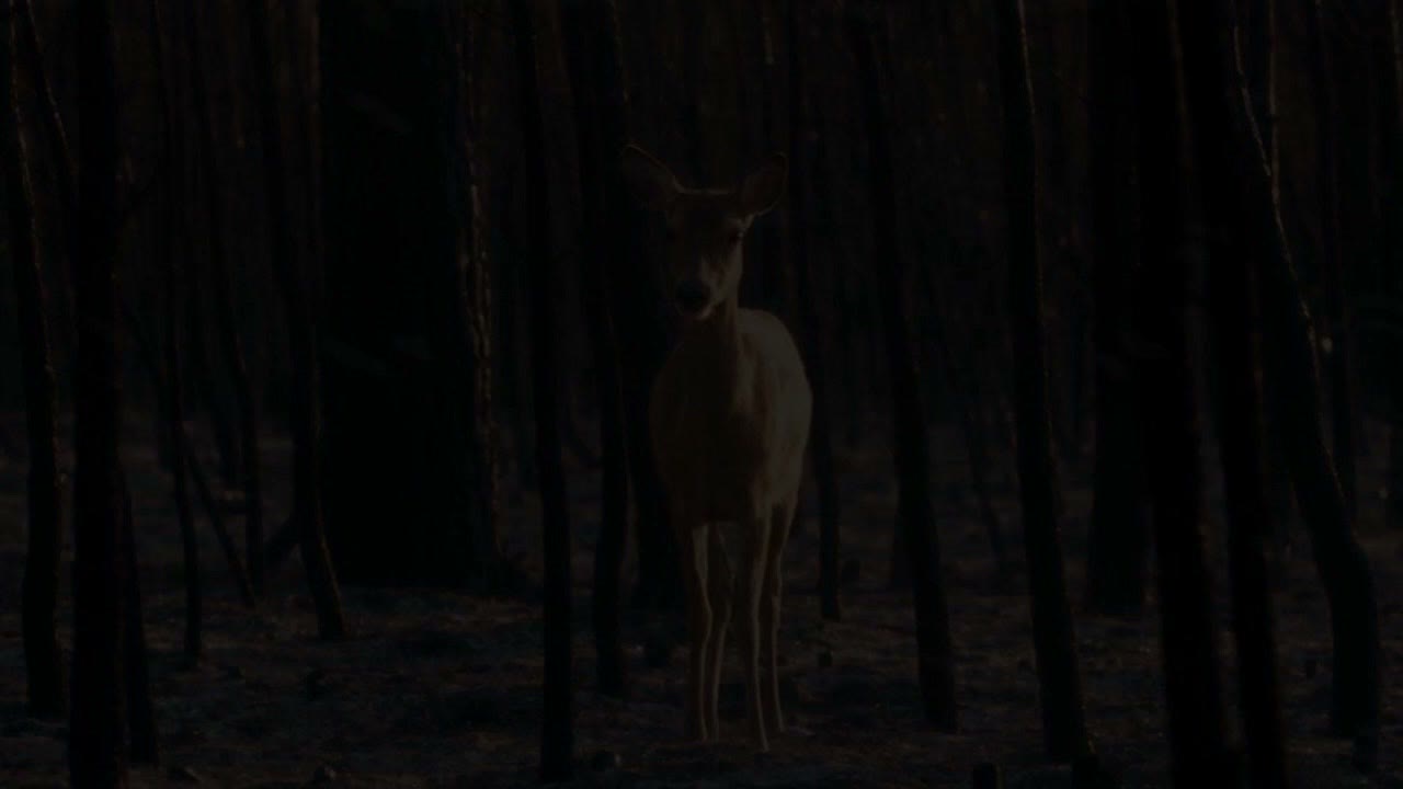 Un chevreuil pris au piège dans la forêt obscurcie par la fumée