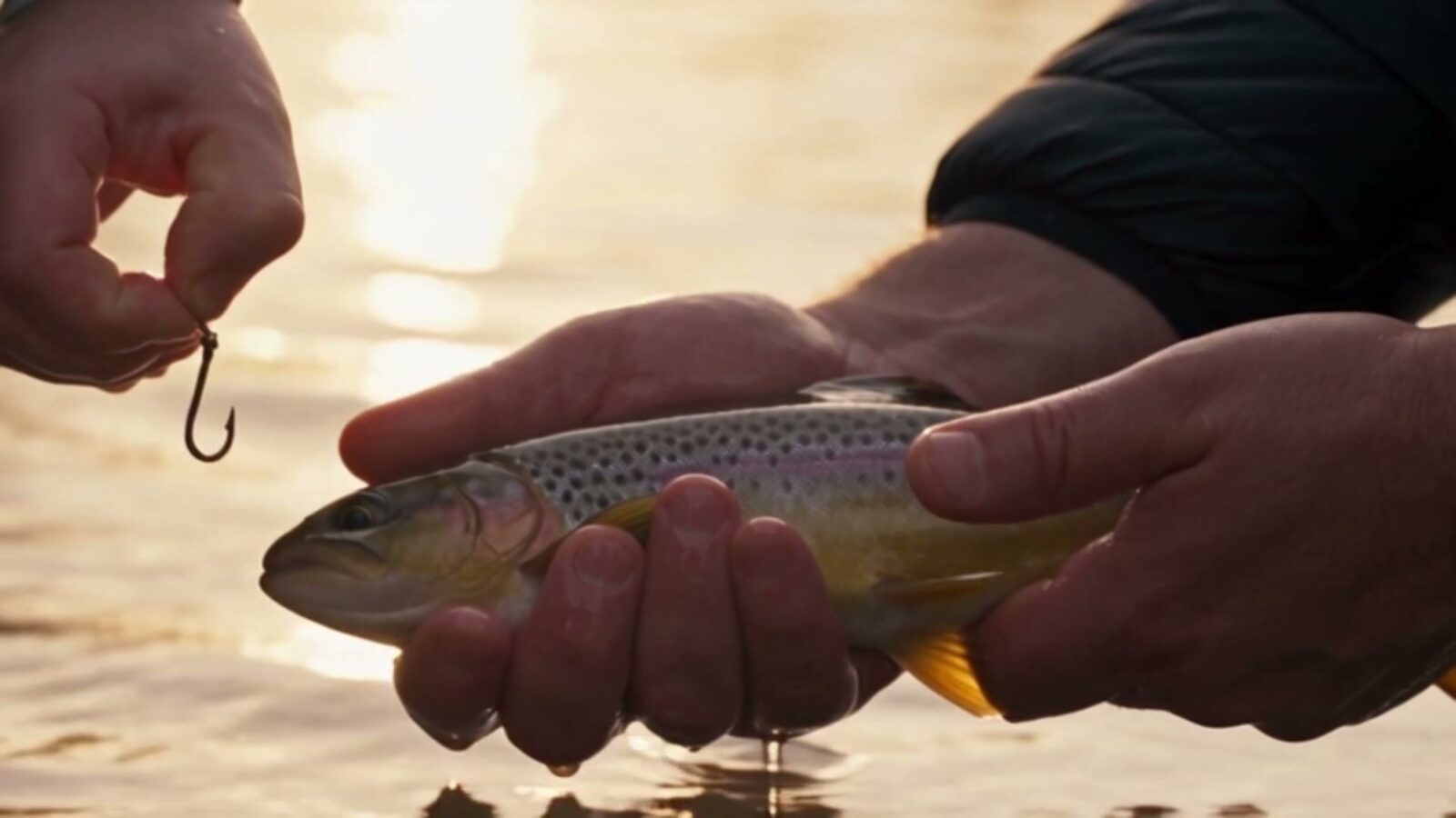 Au bord du lac, au soleil couchant, les mains du père décrochent l'hameçon d'une truite